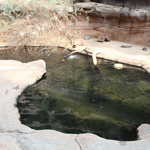 Free Ranging Duck/Teal Exhibit - Desert Dome