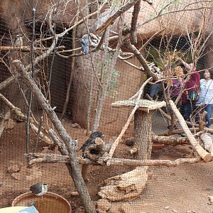 Kookaburra, Masked Lapwing & Tawny Frogmouth Exhibit - Desert Dome