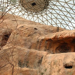 Former Yellow-Footed Rock Wallaby Exhibit - Desert Dome