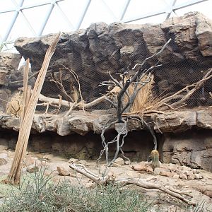 Collared Peccery Exhibit + Ocelot Exhibit - Desert Dome