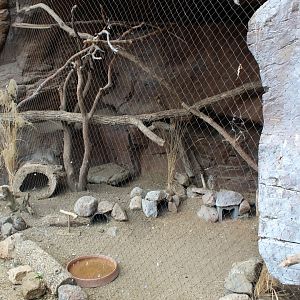 Burrowing Owl Exhibit - Desert Dome