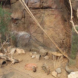 Burrowing Owl & Roadrunner Exhibit - Desert Dome