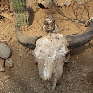 Burrowing Owl with Skull - Desert Dome