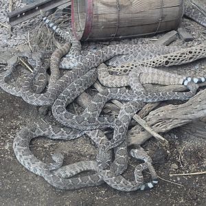 Rattlesnake Pile - Desert Dome