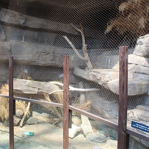 Swift Fox Exhibit - Desert Dome