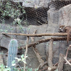 Coati Exhibit - Desert Dome