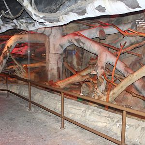 Fossa Exhibit - Kingdoms of the Night