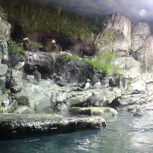 Atlantic Puffin, Tufted Puffin & Common Murre Exhibit - Scott Aquarium