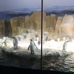 King Penguin, Gentoo Penguin, Southern Rockhopper Penguin & Macaroni Penguin Exhibit - Scott Aquarium