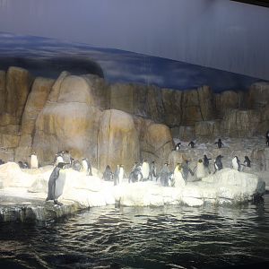 King Penguin, Gentoo Penguin, Southern Rockhopper Penguin & Macaroni Penguin Exhibit - Scott Aquarium
