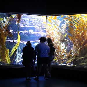 Kelp Forest Tank - Scott Aquarium