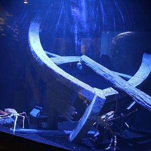 Japanese Spider Crab Tank - Scott Aquarium