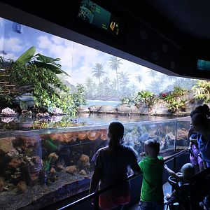 Tropical Reef Tank - Scott Aquarium