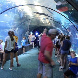 Shark Tunnel - Scott Aquarium