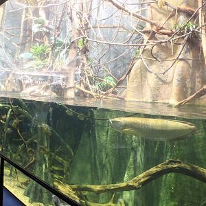 Amazon Tank - Scott Aquarium