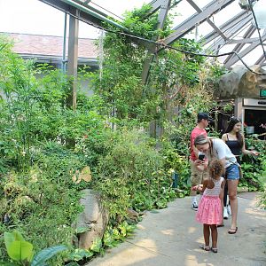 Butterfly Walkthrough - Butterfly & Insect Pavillion