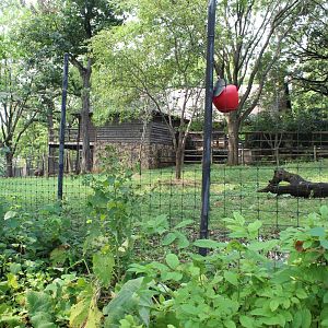 Okapi, Yellow-Backed Duiker & Abyssinian Ground Hornbill Exhibit