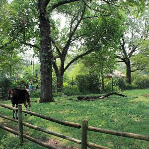 Okapi, Yellow-Backed Duiker & Abyssinian Ground Hornbill Exhibit