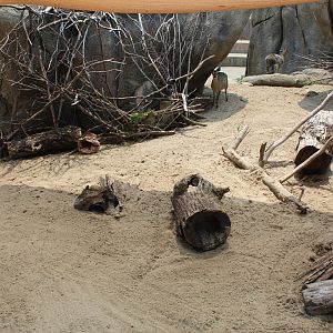 Meerkat & Klipspringer Exhibit - African Grasslands