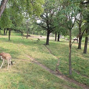 Giraffe, Impala, Lesser Kudu & Ostrich Exhibit - African Grasslands