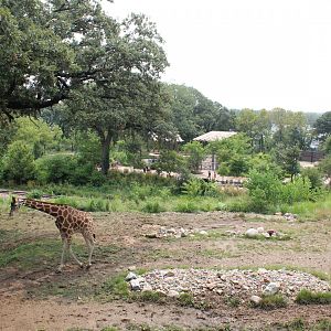 Giraffe, Impala, Lesser Kudu & Ostrich Exhibit - African Grasslands
