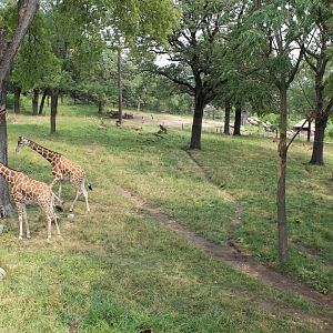 Giraffe, Impala, Lesser Kudu & Ostrich Exhibit - African Grasslands