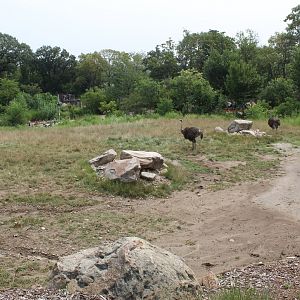 Giraffe, Impala, Lesser Kudu & Ostrich Exhibit - African Grasslands