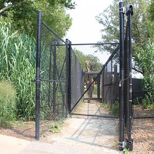 Giraffe Crossing - African Grasslands