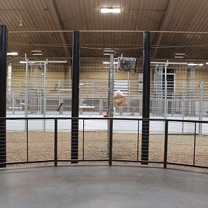 Giraffe Herd Room - African Grasslands