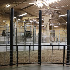 Giraffe Herd Room - African Grasslands