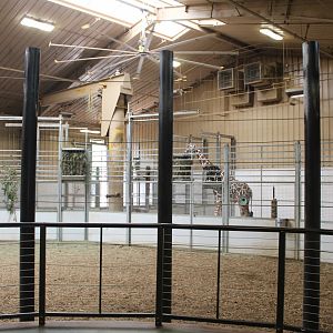 Giraffe Herd Room - African Grasslands