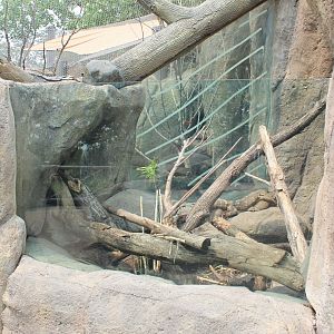 White-Throated Monitor Exhibit - African Grasslands