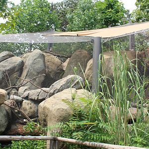 Rock Hyrax, Golden-breasted Starling, Kenyan Crested Guineafowl, Cape Thick-Knee & African Red-billed Hornbill- African Grasslands