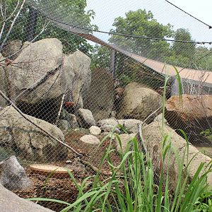 Rock Hyrax, Golden-breasted Starling, Kenyan Crested Guineafowl, Cape Thick-Knee & African Red-billed Hornbill- African Grasslands