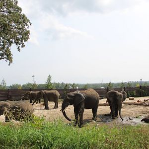 African Elephant Exhibit (South Habitat) - African Grasslands