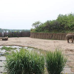 African Elephant Exhibit (South Habitat) - African Grasslands