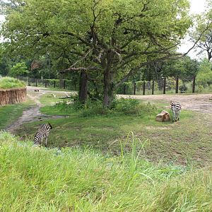 African Elephant & Plains Zebra Exhibit (North Habitat) - African Grasslands