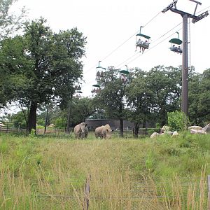 White Rhino Exhibit - African Grasslands