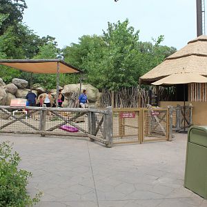 Nubian Dwarf Goat Petting Exhibit- African Grasslands