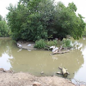 Pink-Backed Pelican Exhibit - African Grasslands