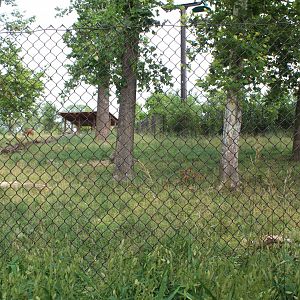 Eastern Bongo & Blue Crane Exhibit - African Grasslands