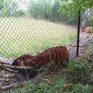 Eastern Bongo & Blue Crane Exhibit - African Grasslands