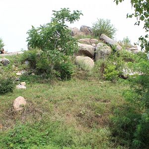Lion Exhibit - African Grasslands