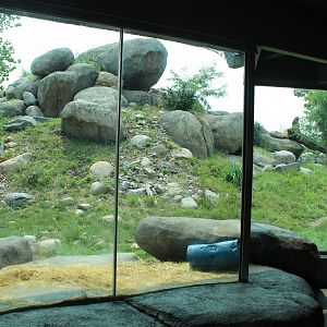 Lion Exhibit - African Grasslands