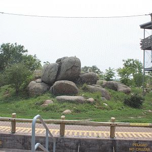Lion Exhibit - African Grasslands