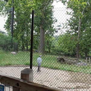 Eastern Bongo & Blue Crane Exhibit - African Grasslands
