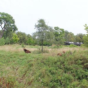 Sable Antelope Exhibit - African Grasslands