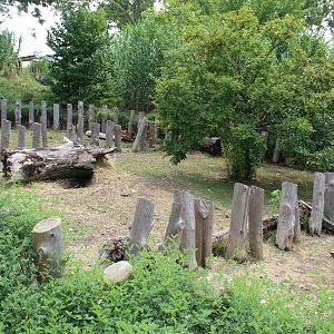 African Spur-Thighed Tortoise Exhibit - African Grasslands