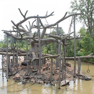 Black-Handed Spider Monkey Island