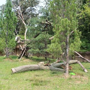 Red Panda & Reeve's Muntjac Exhibit - Asian Highlands